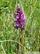 Dactylorhize de mai - Dactylorhiza majalis