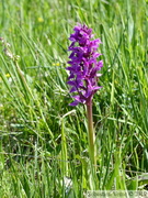 Dactylorhize de mai - Dactylorhiza majalis