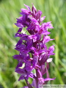 Dactylorhize de mai - Dactylorhiza majalis