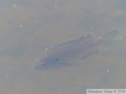 Lepomis gibbosus, Perche-soleil