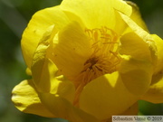 Trolle d'Europe, Trollius europaeus