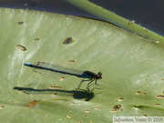 Erythromma najas, la Naïade aux yeux rouges