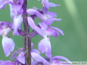 Orchis mâle