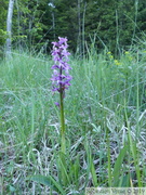 Orchis mâle