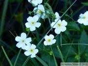 Renoncule à feuilles d'Aconit, Ranunculus aconitifolius