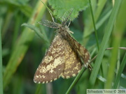 Ematurga atomaria