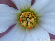 Narcisse des Poètes, Narcissus poeticus