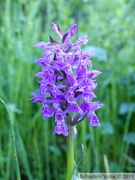 Dactylorhiza majalis