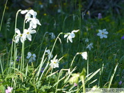 Narcisse des Poètes, Narcissus poeticus