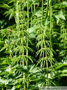 Prêle des Bois, Equisetum silvaticum