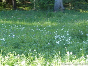 Narcisse des Poètes, Narcissus poeticus