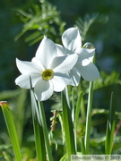 Narcisse des Poètes, Narcissus poeticus