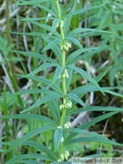 Sceau de Salomon verticillé, Polygonatum verticillatum