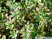 Airelle des marais, Vaccinium uliginosum