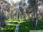 Boisement de Pin à crochets, Pinus uncinata, espèce envahissante en RNR des Tourbières de Frasnes-Bouverans