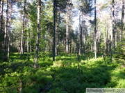 Boisement de Pin à crochets, Pinus uncinata, espèce envahissante en RNR des Tourbières de Frasnes-Bouverans