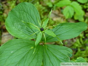 Parisette, Paris quadrifolia