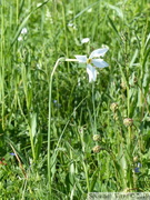 Narcisse des Poètes, Narcissus poeticus