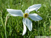 Narcisse des Poètes, Narcissus poeticus