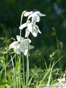 Narcisse des Poètes, Narcissus poeticus