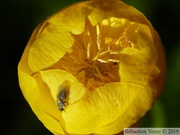 Trolle d'Europe, Trollius europaeus