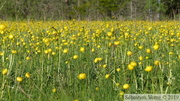 Trolle d'Europe, Trollius europaeus