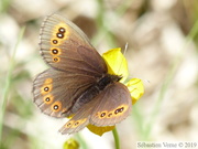 Erebia medusa, le Moiré Franconien