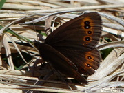 Erebia medusa, le Moiré Franconien