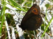 Erebia medusa, le Moiré Franconien