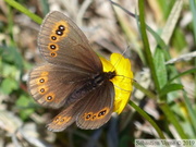 Erebia medusa, Moiré franconien