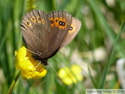 Erebia medusa, le Moiré Franconien