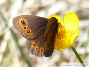 Erebia medusa, le Moiré Franconien