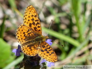 Boloria euphrosyne, Grand collier argenté