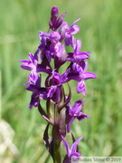 Dactylorhiza majalis