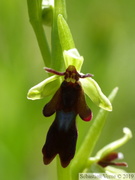 Ophrys mouche