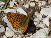 Boloria euphrosyne