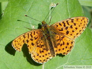 Boloria euphrosyne