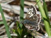 Pyrgus malvae, f. taras