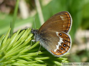 Coenonympha hero, le Mélibée