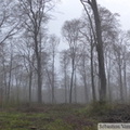 Forêt de Mormal sous la pluie