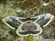 Saturnia pyri, le Grand Paon de Nuit