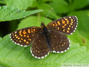 Melitaea diamina, la Mélitée noirâtre