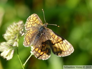 Melitaea parthenoides, Mélitée des Scabieuses