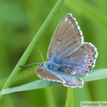 Argus bleu céleste, femelle