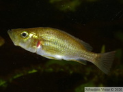  Haplochromis orthostoma femelle