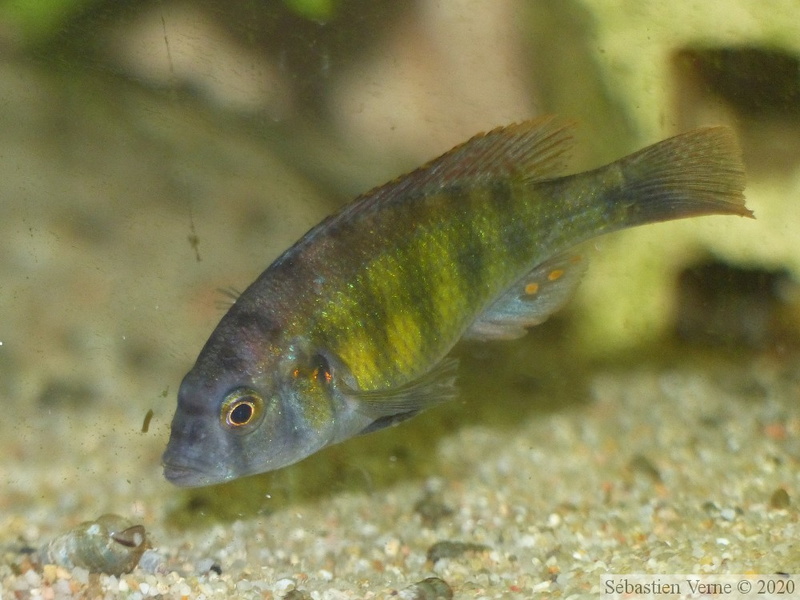 Haplochromis sp. "Tomato", jeune mâle