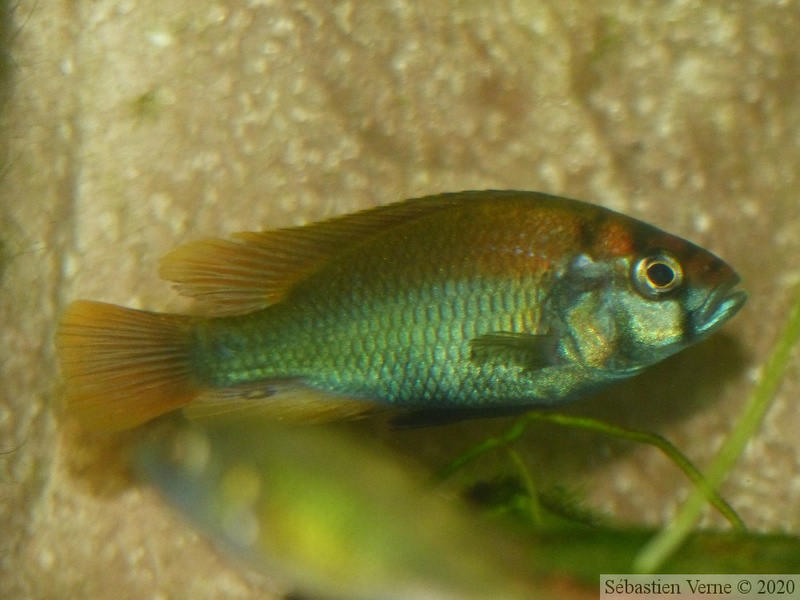 Haplochromis sp. "Flameback" Ouganda, jeune mâle