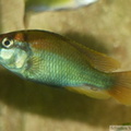 Haplochromis sp. "Flameback" Ouganda, jeune mâle