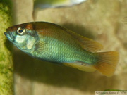 Haplochromis sp. "Flameback" Ouganda, jeune mâle