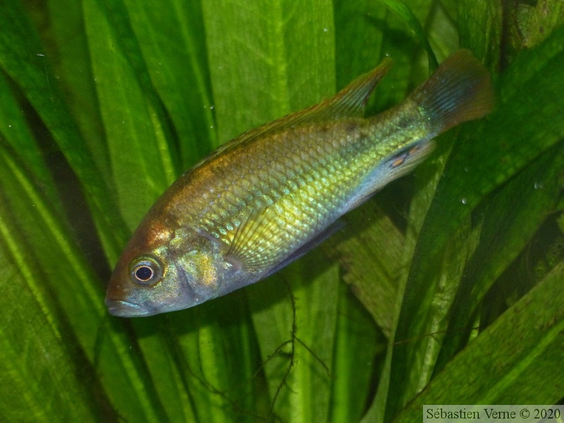 Haplochromis sp. "Flameback" Ouganda, jeune mâle